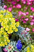 MUSCARI,  SPRING ALPINE BORDER DETAIL