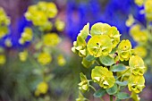 SPRING ALPINE BORDER WITH EUPHORBIA