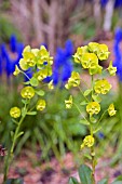 SPRING ALPINE BORDER DETAIL WITH EUPHORBIA