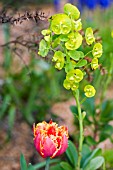 EUPHORBIA AND TULIPA IN SPRING ALPINE BORDER