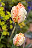 TULIPA ORANGE PARROT