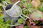BERGENIA,  ELEPHANTS EARS AND WATERING CAN