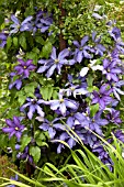 CLEMATIS RHAPSODY