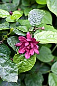 SINOCALYCANTHUS RAULSTONII HARTLAGE WINE