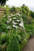 WOLLERTON OLD HALL GARDEN, CLEMATIS SILVER MOON