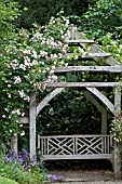 WOLLERTON OLD HALL GARDEN, ROSA CHAMPNEYS PINK CLUSTER