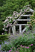 WOLLERTON OLD HALL GARDEN, ROSA CHAMPNEYS PINK CLUSTER