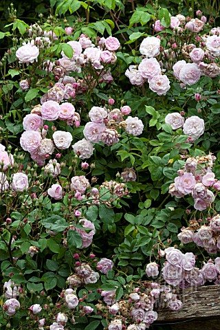 ROSA_CHAMPNEYS_PINK_CLUSTER