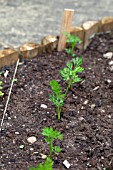 VEGETABLE GROWING IN SMALL SPACES IN SUBURBAN GARDEN - CARROTS