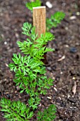 VEGETABLE GROWING IN SMALL SPACES IN SUBURBAN GARDEN - CARROTS