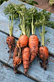 VEGETABLE GROWING IN SMALL SPACES IN SUBURBAN GARDEN - CARROTS