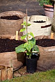 VEGETABLE GROWING IN SMALL SPACES IN SUBURBAN GARDEN - CUCUMBER