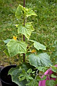 VEGETABLE GROWING IN SMALL SPACES IN SUBURBAN GARDEN - CUCUMBER