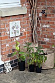 VEGETABLE GROWING IN SMALL SPACES IN SUBURBAN GARDEN - CUCUMBER