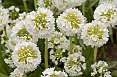 PRIMULA DENTICULATA VAR. ALBA