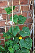 VEGETABLE GROWING IN SMALL SPACES IN SUBURBAN GARDEN - CUCUMBER