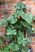 VEGETABLE GROWING IN SMALL SPACES IN SUBURBAN GARDEN - CUCUMBER