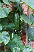 VEGETABLE GROWING IN SMALL SPACES IN SUBURBAN GARDEN - CUCUMBER