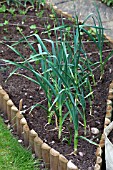 VEGETABLE GROWING IN SMALL SPACES IN SUBURBAN GARDEN - GARLIC