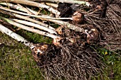 VEGETABLE GROWING IN SMALL SPACES IN SUBURBAN GARDEN - GARLIC