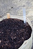 VEGETABLE GROWING IN SMALL SPACES IN SUBURBAN GARDEN - FENNEL