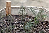 VEGETABLE GROWING IN SMALL SPACES IN SUBURBAN GARDEN - FENNEL