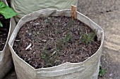 VEGETABLE GROWING IN SMALL SPACES IN SUBURBAN GARDEN - FENNEL