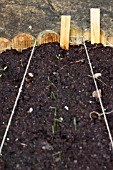 VEGETABLE GROWING IN SMALL SPACES IN SUBURBAN GARDEN - LEEKS