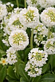 PRIMULA DENTICULATA VAR. ALBA