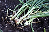 VEGETABLE GROWING IN SMALL SPACES IN SUBURBAN GARDEN - LEEKS