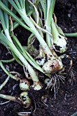 VEGETABLE GROWING IN SMALL SPACES IN SUBURBAN GARDEN - LEEKS