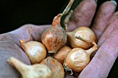 VEGETABLE GROWING IN SMALL SPACES IN SUBURBAN GARDEN - ONIONS