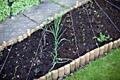 VEGETABLE GROWING IN SMALL SPACES IN SUBURBAN GARDEN - MIXED