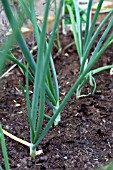 VEGETABLE GROWING IN SMALL SPACES IN SUBURBAN GARDEN - ONIONS