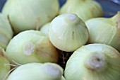 VEGETABLE GROWING IN SMALL SPACES IN SUBURBAN GARDEN - ONIONS