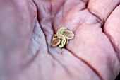 VEGETABLE GROWING IN SMALL SPACES IN SUBURBAN GARDEN - PARSNIP SEEDS