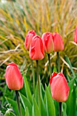 TULIP BED AT HELMSLEY WALLED GARDEN