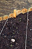 VEGETABLE GROWING IN SMALL SPACES IN SUBURBAN GARDEN - PARSNIPS