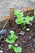 VEGETABLE GROWING IN SMALL SPACES IN SUBURBAN GARDEN - PARSNIPS