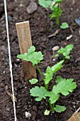 VEGETABLE GROWING IN SMALL SPACES IN SUBURBAN GARDEN - PARSNIPS