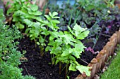 VEGETABLE GROWING IN SMALL SPACES IN SUBURBAN GARDEN - PARSNIPS