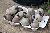 VEGETABLE GROWING IN SMALL SPACES IN SUBURBAN GARDEN - POTATOES