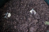 VEGETABLE GROWING IN SMALL SPACES IN SUBURBAN GARDEN - POTATOES