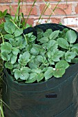 VEGETABLE GROWING IN SMALL SPACES IN SUBURBAN GARDEN - POTATOES