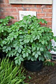 VEGETABLE GROWING IN SMALL SPACES IN SUBURBAN GARDEN - POTATOES