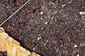 VEGETABLE GROWING IN SMALL SPACES IN SUBURBAN GARDEN - PURPLE KALE