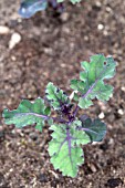 VEGETABLE GROWING IN SMALL SPACES IN SUBURBAN GARDEN - PURPLE KALE