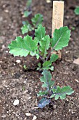 VEGETABLE GROWING IN SMALL SPACES IN SUBURBAN GARDEN - PURPLE KALE