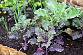 VEGETABLE GROWING IN SMALL SPACES IN SUBURBAN GARDEN - PURPLE KALE