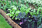 VEGETABLE GROWING IN SMALL SPACES IN SUBURBAN GARDEN - PURPLE KALE